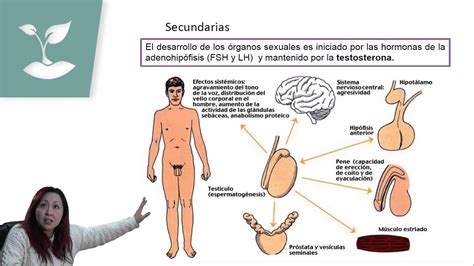 Sexualidad Humana Aparato Sexual Masculinopsu BiologÍaclase Nº12 Youtube