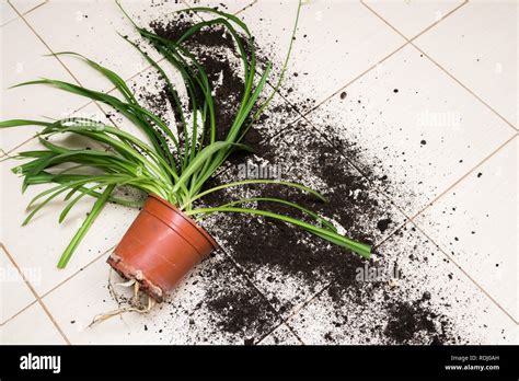 Broken Flower Pot With Green Plants Lies On The Kitchen Floor With Dirt