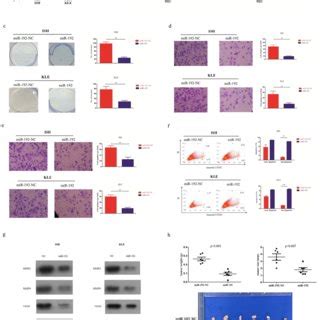 Mir P Function As A Tumor Suppressive Microrna In Endometrial