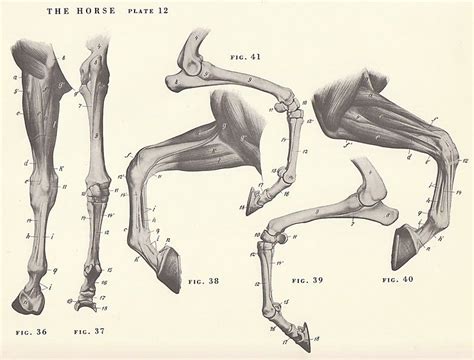 Horse Leg And Hoof Anatomy