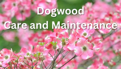 Dogwood Care and Maintenance: What Your Tree Needs To Thrive - Rennie ...