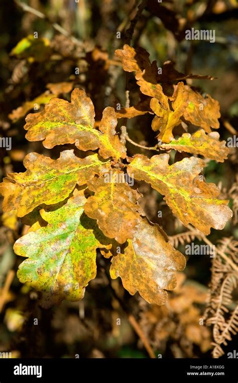 Close Up Of Autumn Leaves Of Oak Tree Sessile Quercus Petraea England