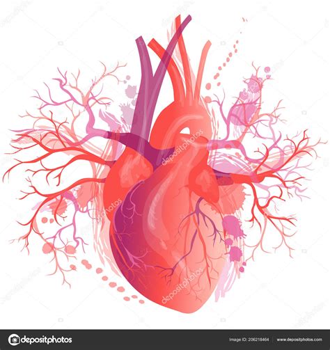 Vector Realistic Human Heart Stock Vector Image By ©bravoart 206218464