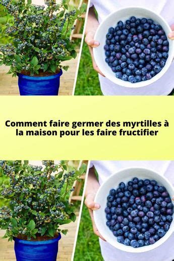 Comment faire germer des myrtilles à la maison pour les faire