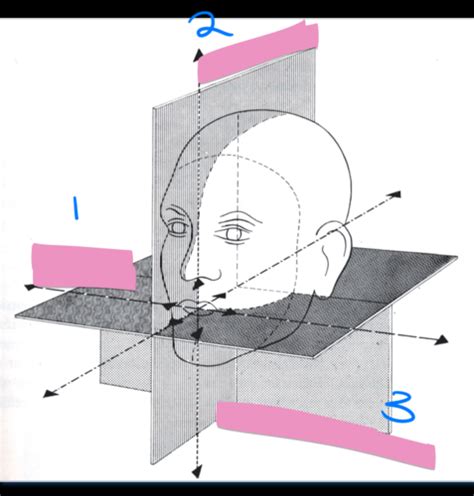 Occlusion Lecture 4 Mandibular Movement And Determinants Of Occlusion