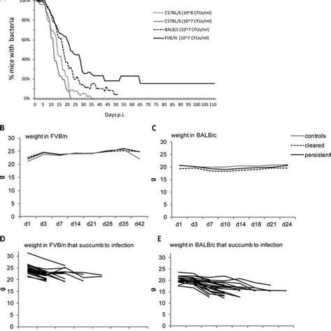 Y Pseudotuberculosis Persistence Requires Yoph And Yope Balb C Mice Download Scientific