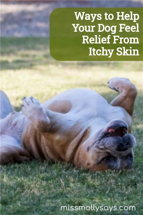 Ways to Help Your Dog Feel Relief From Itchy Skin - Miss Molly Says