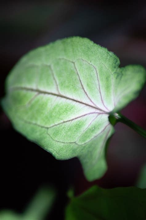 Leaf Veins Texture - Free photo on Pixabay - Pixabay