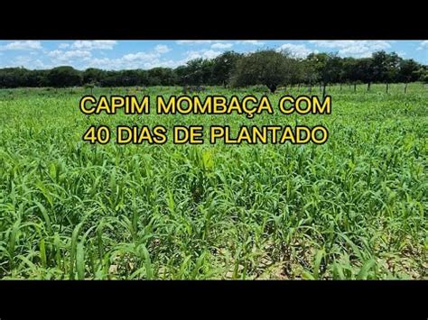 FIQUEI SURPRESO A GERMINAÇÃO E CRESCIMENTO DO CAPIM MOMBAÇA 40