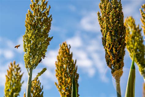 Bioenergy and Biofuels – Lawrence Berkeley National Laboratory