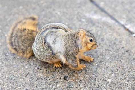 Who S Shaving The Squirrels Hair Loss Problem With U M Squirrels