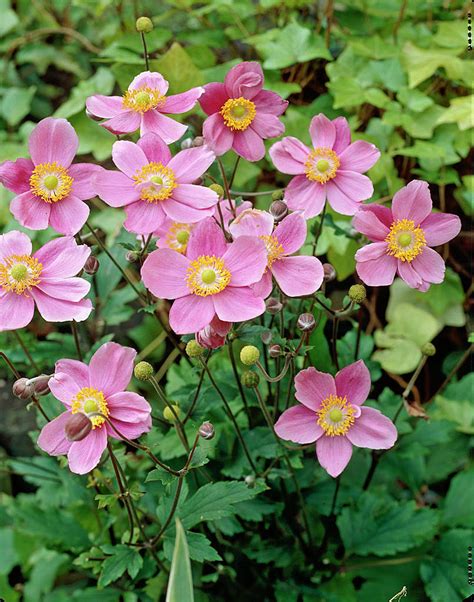 Japanese Anemone Anemone Hybrids Deer Resistant Perennial Fall