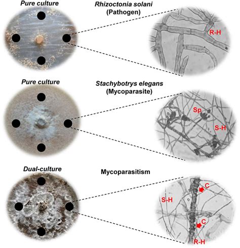 R Solani And S Elegans In Pure And Dual Cultures Are Displayed After