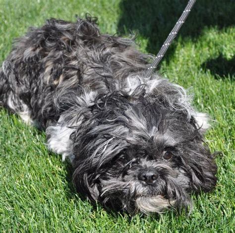 Cute Dogs Black Shih Tzu Dogs