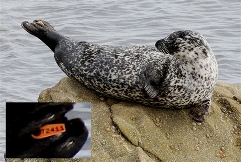 Common Seal Study | Shetland Amenity Trust