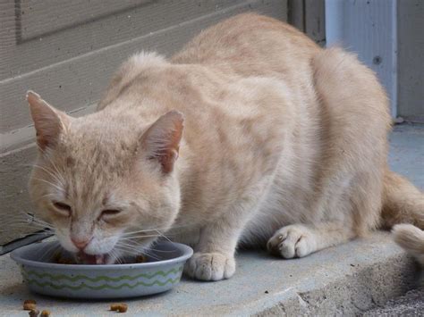 Gato Vomita Depois De Comer O Que Pode Ser