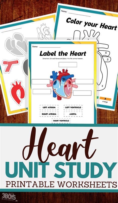 The Human Heart Worksheets For Kids