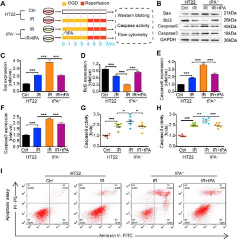 Tpa Inhibits Apoptosis In Ir Injured Ht22 Cells A Schematic Protocol