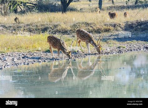 Deer Drinking Water From Lake In Forest Stock Photo - Alamy