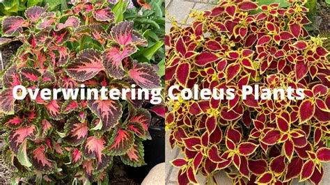 Simple Way To Overwinter Your Coleus Youtube