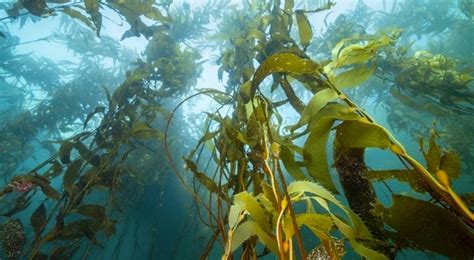 Fundación Basepública LA CRUZADA MEDIOAMBIENTAL POR LOS VALIOSOS