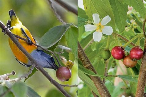 Arvores frutíferas para calçadas as mais produtivas e menos agressivas