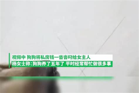 成精了！男主人偷藏私房钱，狗狗发现后无情揭发，叼出上交女主人私房钱狗狗女主人