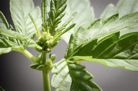 Was Bestimmt Das Geschlecht Der Cannabispflanze Sensi Seeds