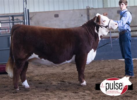 Oklahoma State Fair Jr Breeding Heifers Polled Hereford The Pulse