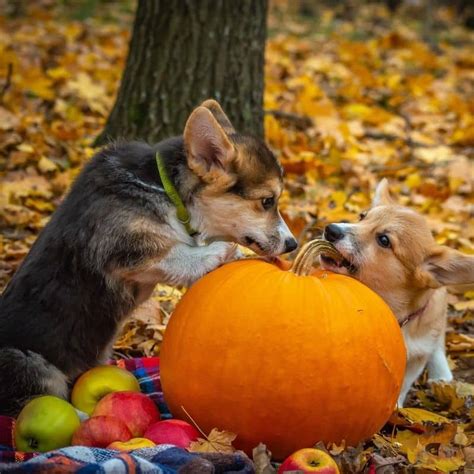 Los Perros Pueden Comer Calabaza Blog Barkyn