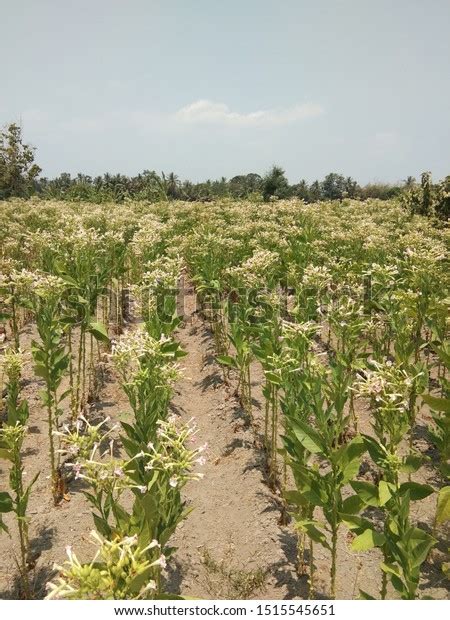 View Tobacco Tree Plantation Flowers Stock Photo 1515545651 | Shutterstock