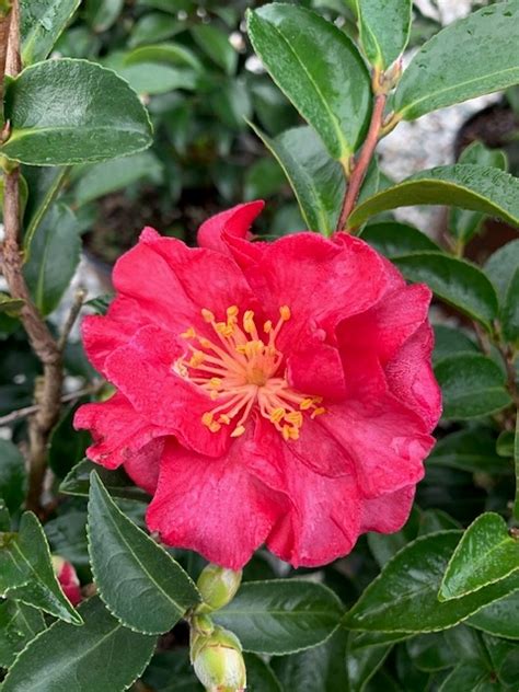 Camellia Sasanqua October Magic®ruby™ Gossetts Landscape Nursery