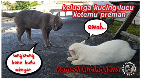 Keluarga Kucing Lucu Ketemu Kucing Preman Komedi Kucing Jawa YouTube