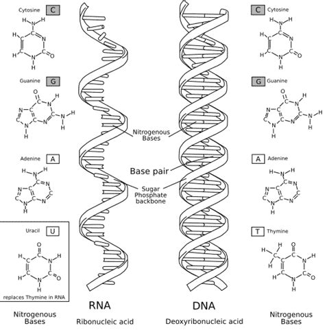 Dna Vs Rna Worksheet Dna Vs Rna Chart