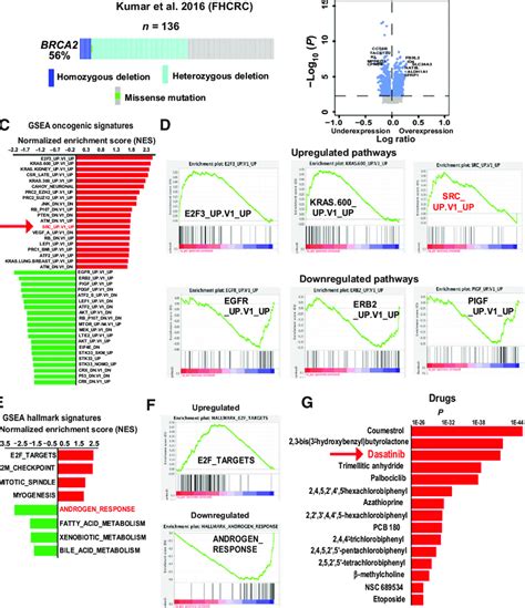 Activation Of Src Signaling Pathway In Brca2 Deleted Prostate Cancer