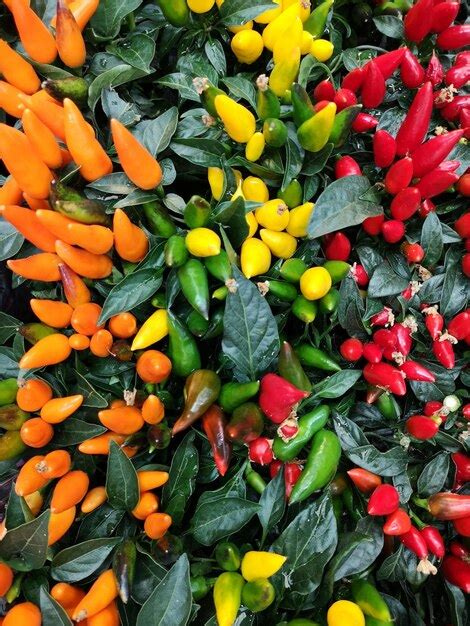 Premium Photo High Angle View Of Multi Colored Chili Peppers