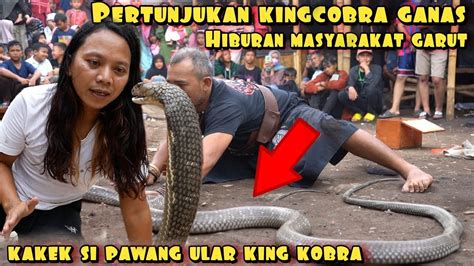 Pertunjukan Raja Ular Kobra Menggegerakan Semua Warga Youtube