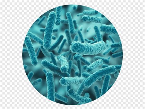 Lactobacillus Acidophilus Microscope