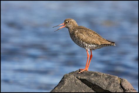 Common Redshank Page