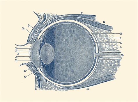 Human Eye And Tear Duct Diagram Vintage Anatomy By Vintage Anatomy Prints | atelier-yuwa.ciao.jp