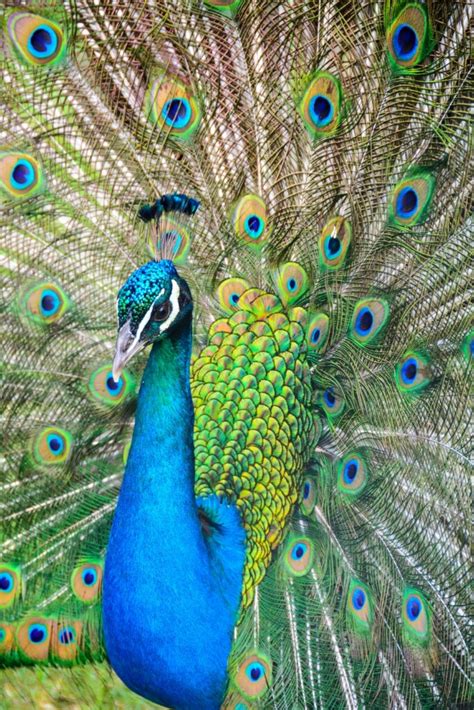 400 Best Names For Peacock Name Generator Ideas FluentSlang