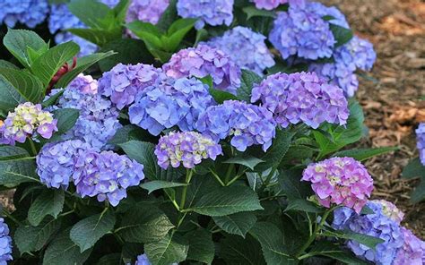 Buy Let S Dance Blue Jangles Hydrangea Free Shipping Wilson Bros