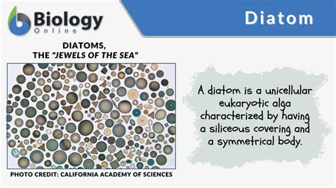 Freshwater Diatoms Identification