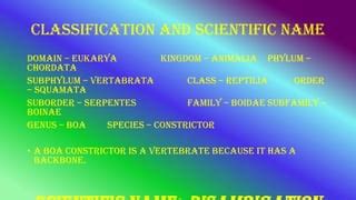 Boa constrictor classification project! | PPT