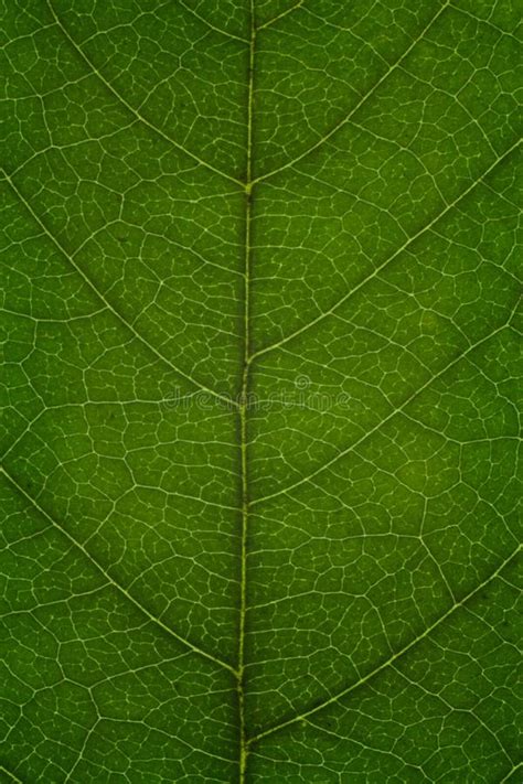 Textura De Uma Folha Verde Como O Fundo Foto De Stock Imagem De Verde