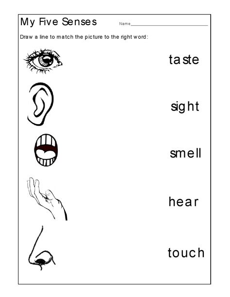 Five Senses Worksheets