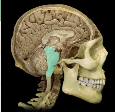 Central Nervous System Apr Flashcards Quizlet