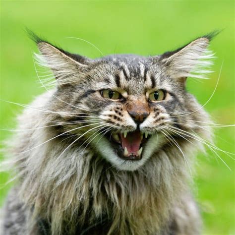 9 Common Health Problems With Maine Coon Cats - MaineCoon.org