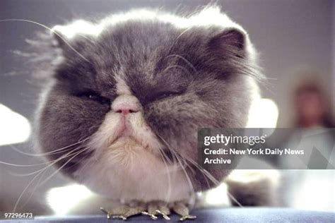 Persian Cat Haircuts Photos and Premium High Res Pictures - Getty Images