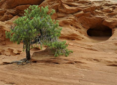 12 Species Of Juniper Trees And Shrubs